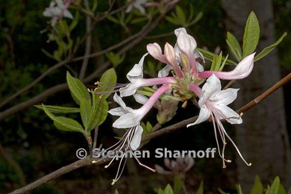 rhododendron canescens subsection pentanthera 2 graphic